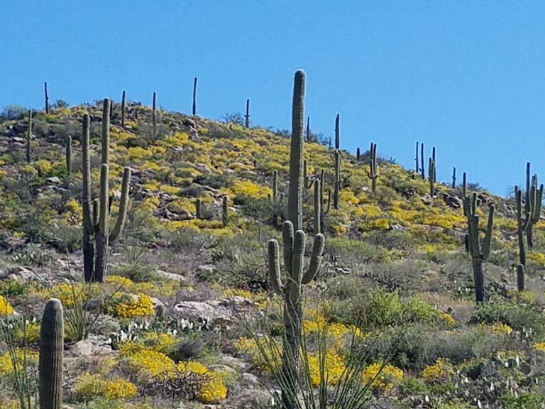 Springtime in the Catalina Foothills in Tucson, Arizona. Bright blue sky and large saguaro cactus. 